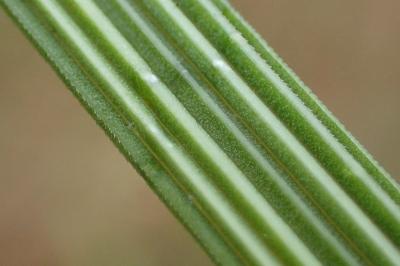 <i>Deschampsia cespitosa</i>