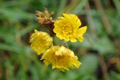 <i>Pilosella lactucella</i>