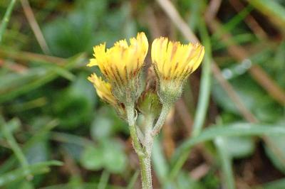 <i>Pilosella lactucella</i>