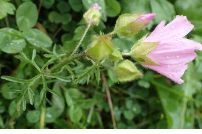<i>Malva moschata</i>