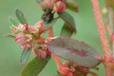 <i>Euphorbia maculata</i>