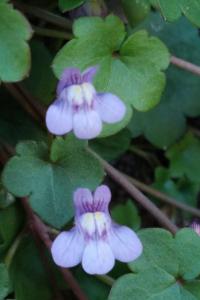 <i>Cymbalaria muralis</i>