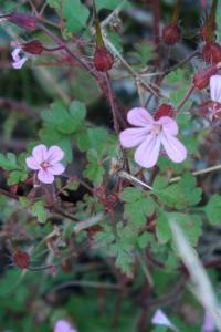 <i>Geranium robertianum</i>