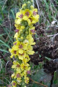 <i>Verbascum nigrum</i>
