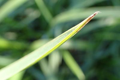 <i>Glyceria maxima</i>