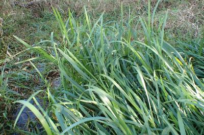 <i>Glyceria maxima</i>