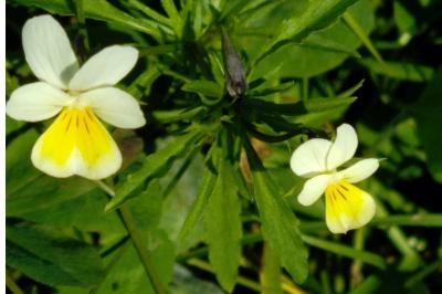 Viola arvensis