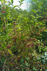 <i>Euonymus europaeus</i>