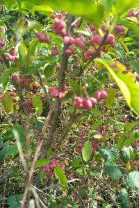 <i>Euonymus europaeus</i>