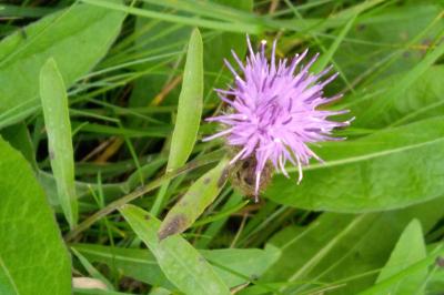 <i>Centaurea nigra</i>