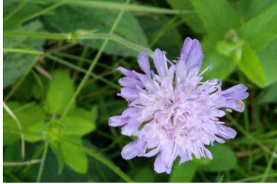 <i>Knautia arvensis</i>