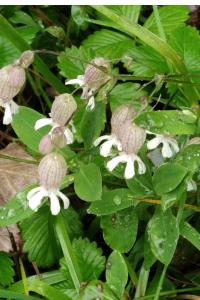 <i>Silene vulgaris</i>