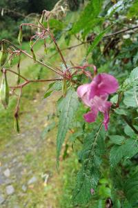 <i>Impatiens glandulifera</i>