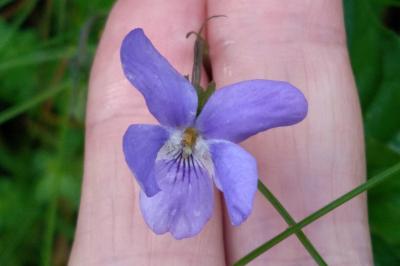 <i>Viola riviniana</i>