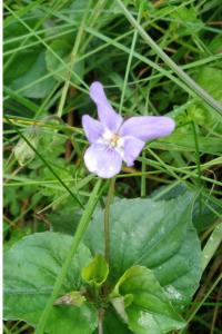 <i>Viola riviniana</i>