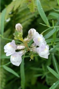 <i>Linaria repens</i>