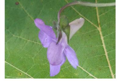 <i>Viola riviniana</i>