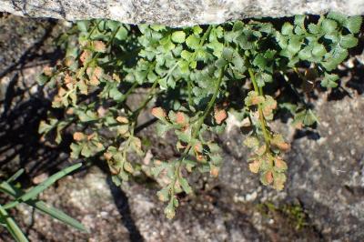 <i>Asplenium ruta-muraria</i>