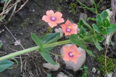 <i>Lysimachia arvensis</i>