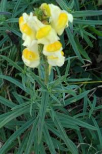 <i>Linaria vulgaris</i>