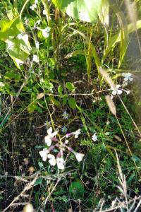 <i>Raphanus raphanistrum</i>