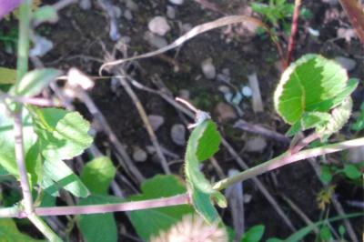 <i>Raphanus raphanistrum</i>