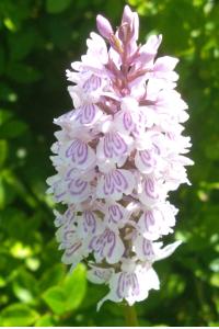 <i>Dactylorhiza maculata</i>
