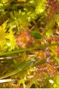 <i>Drosera</i>