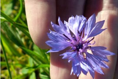 <i>Cyanus segetum</i>