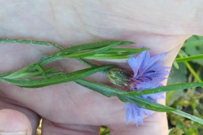 <i>Cyanus segetum</i>