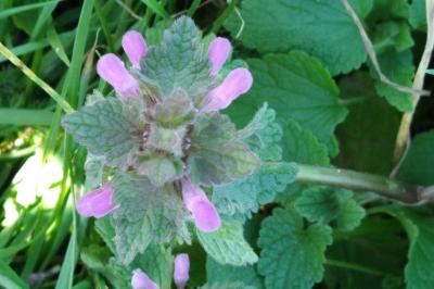 <i>Lamium purpureum</i>