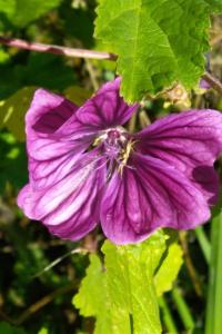 <i>Malva</i>