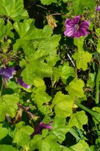 <i>Malva</i>