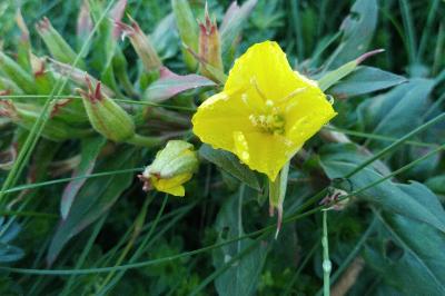 <i>Oenothera</i>