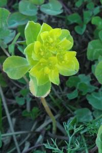 <i>Euphorbia helioscopia</i>