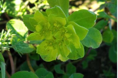 <i>Euphorbia helioscopia</i>