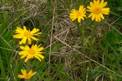 <i>Arnica montana</i>