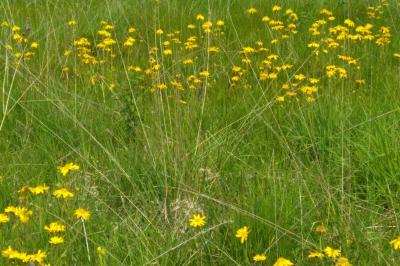 <i>Arnica montana</i>