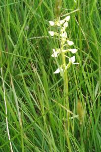 <i>Platanthera chlorantha</i>