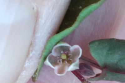 <i>Fallopia convolvulus</i>