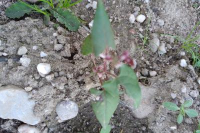 <i>Fallopia convolvulus</i>