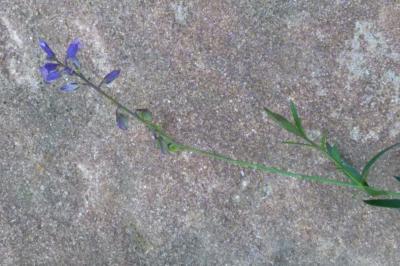 <i>Polygala vulgaris</i>