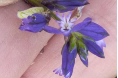 <i>Polygala vulgaris</i>
