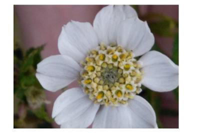 <i>Achillea ptarmica</i>