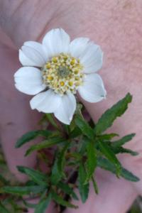 <i>Achillea ptarmica</i>