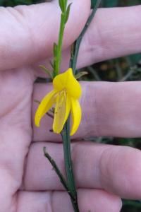 <i>Cytisus scoparius</i>