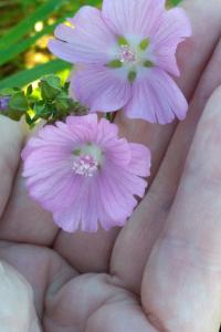 <i>Malva moschata</i>