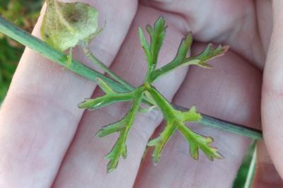 <i>Malva moschata</i>