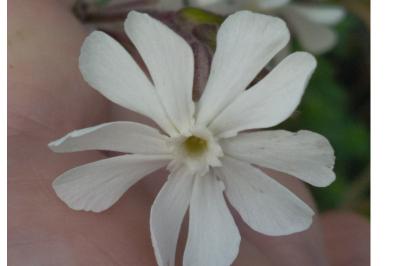 <i>Silene latifolia</i>