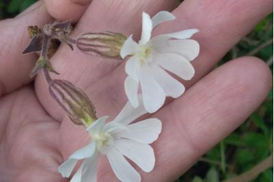 <i>Silene latifolia</i>